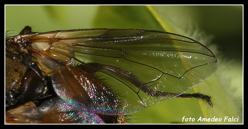 Dalla Sicilia: Eliozeta helluo (Tachinidae)